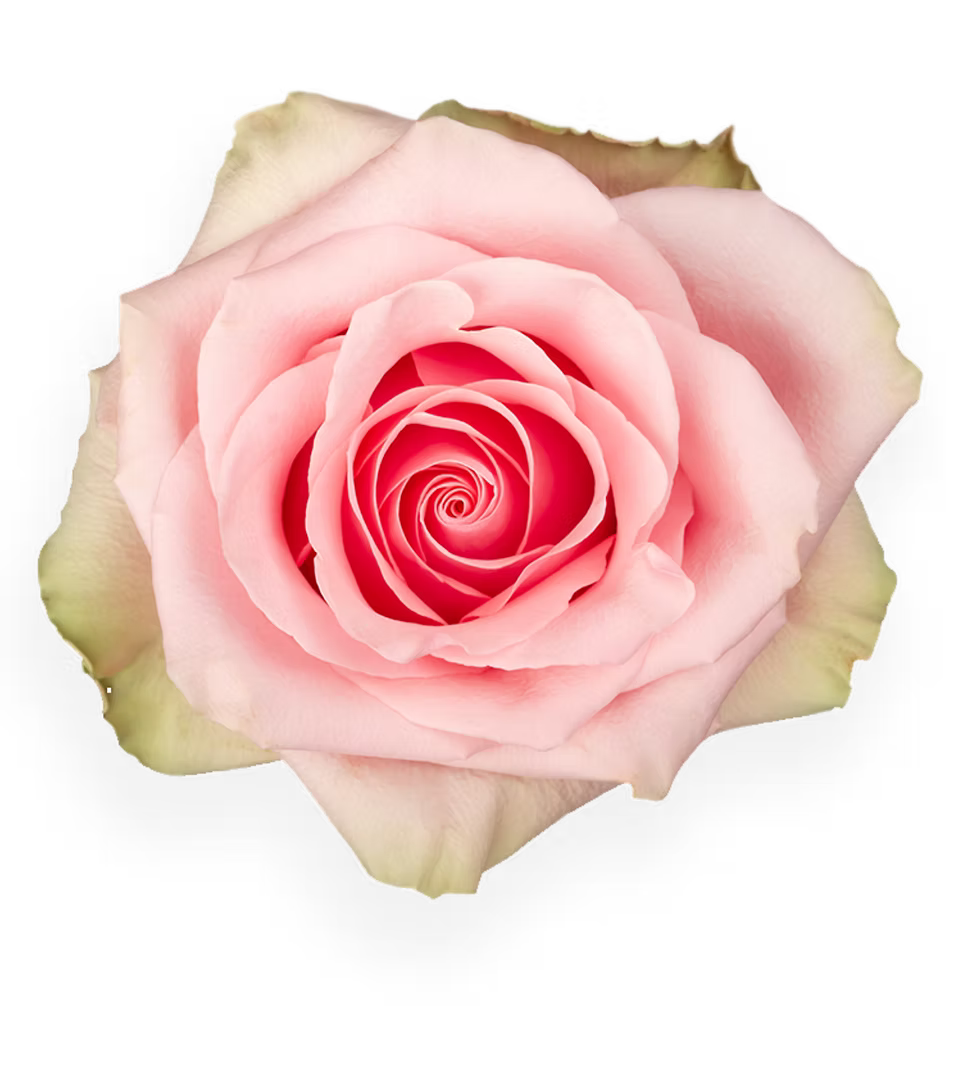 Absolute Pink
