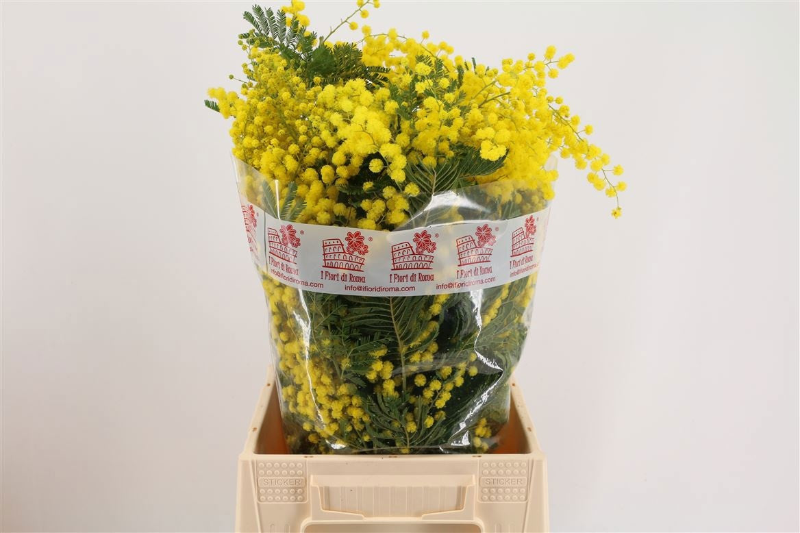 Mimosa