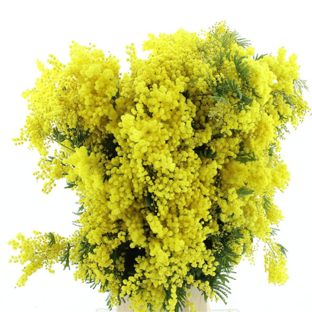 Mimosa