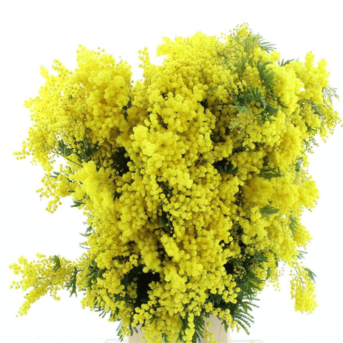 Mimosa