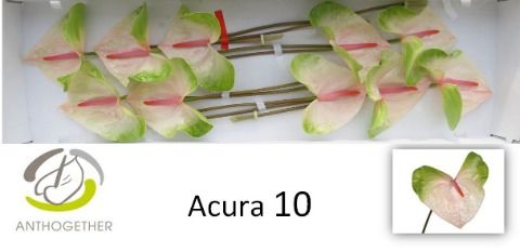 Acura