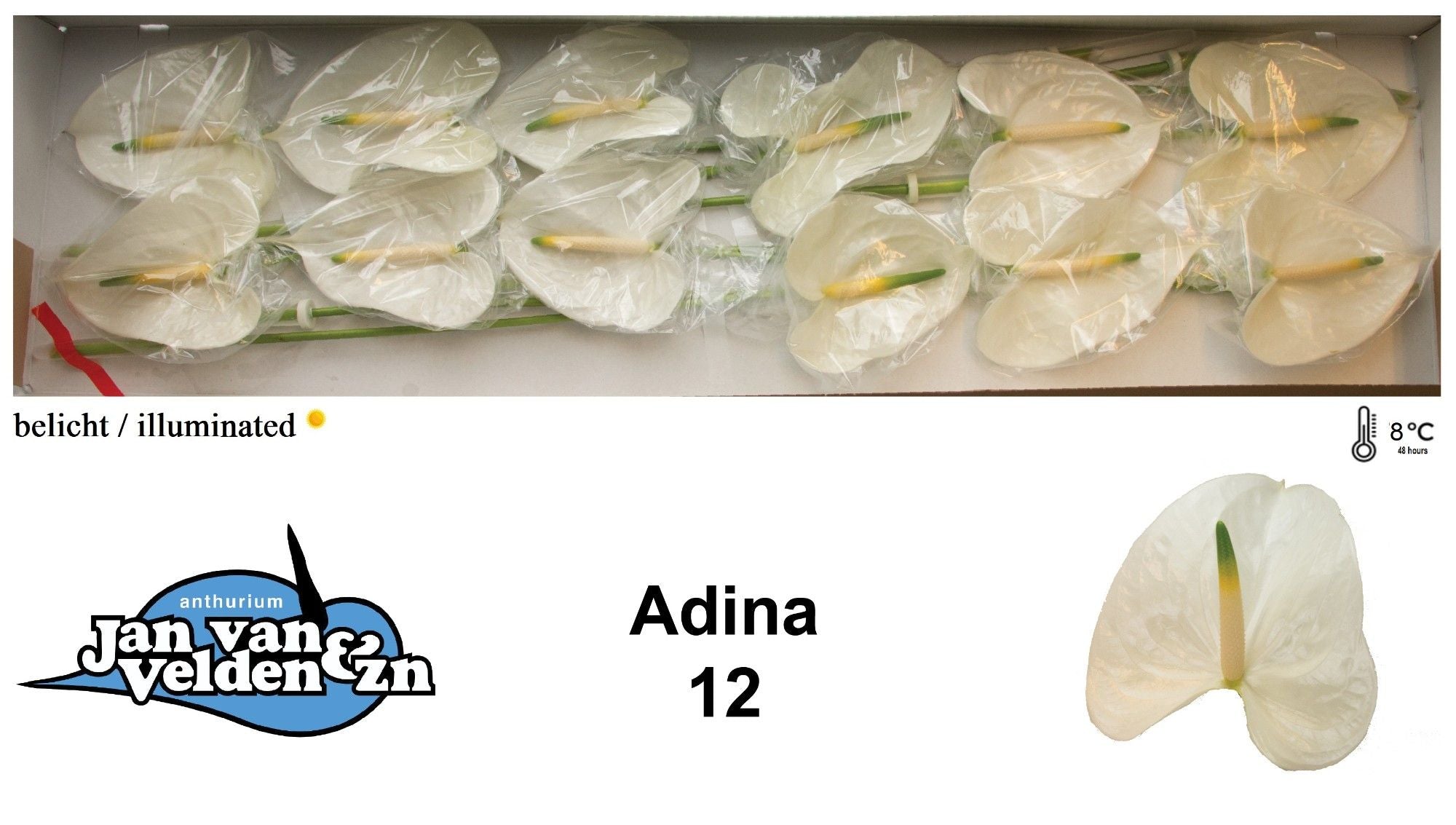 Adina