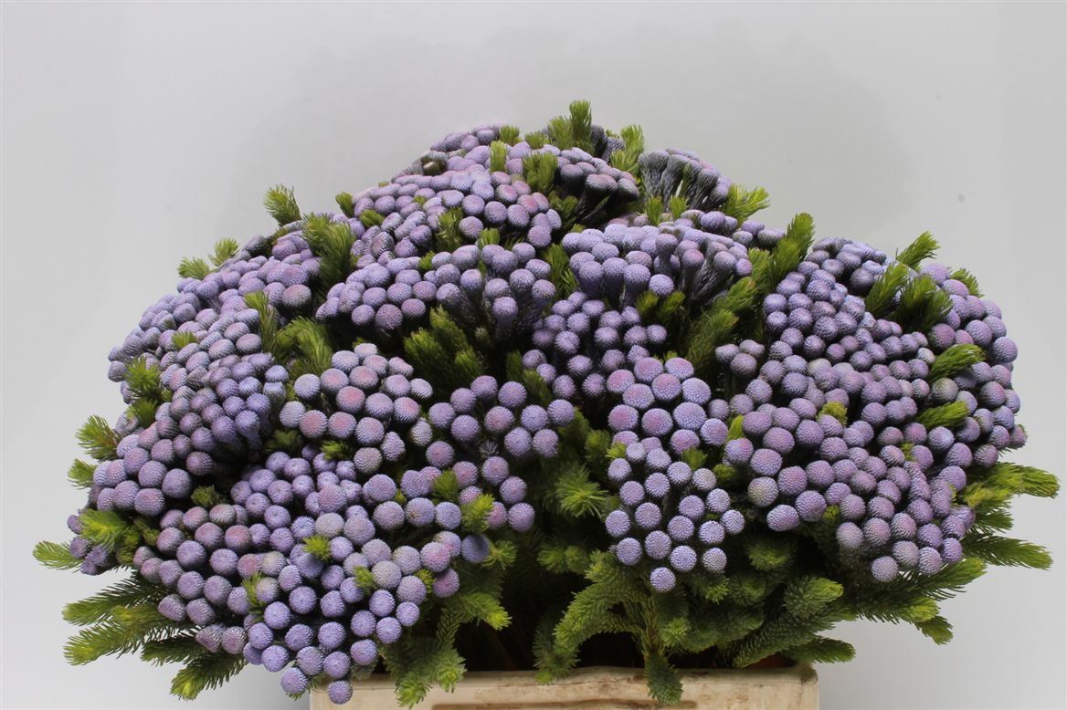 Albiflora Lavender
