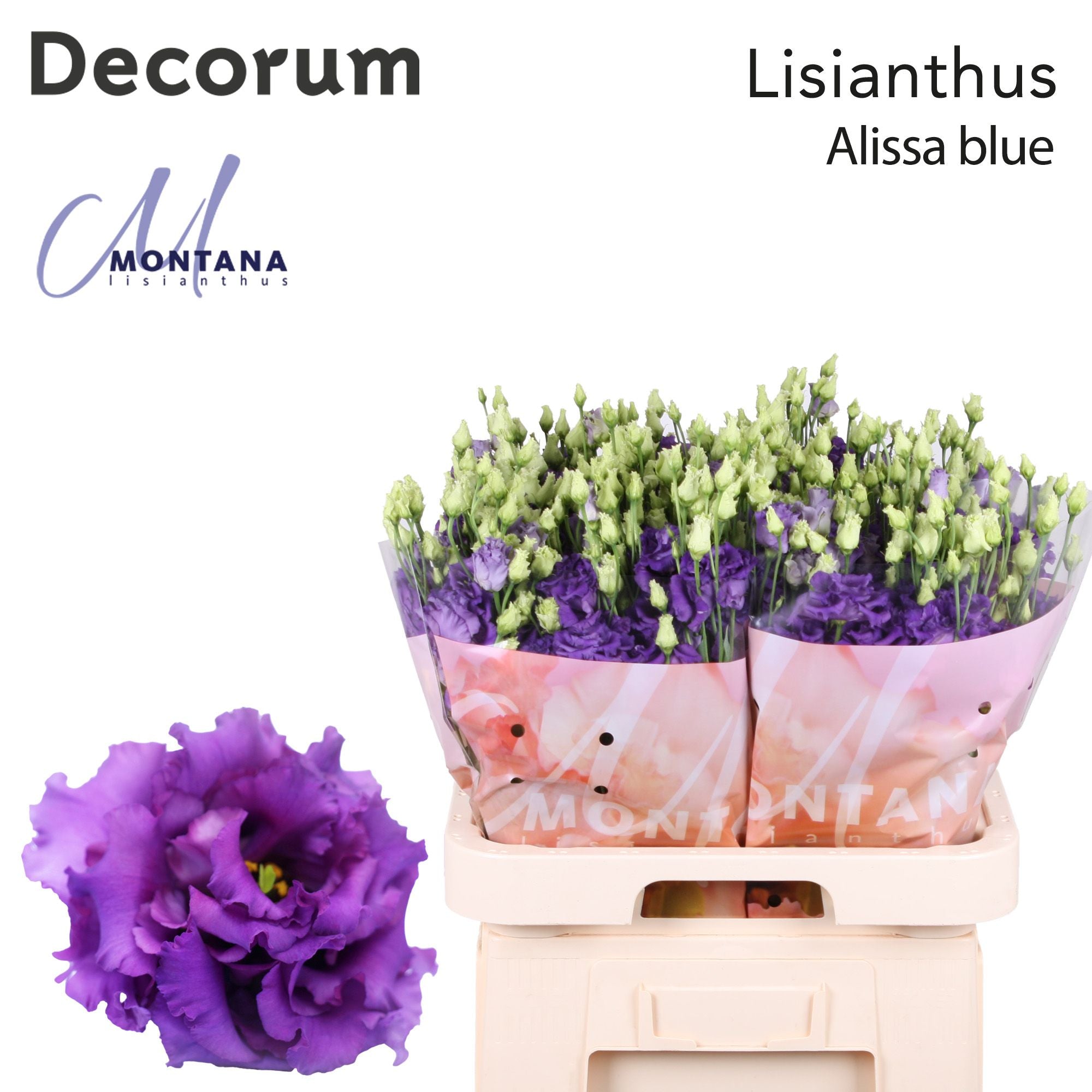 Alis Blue New