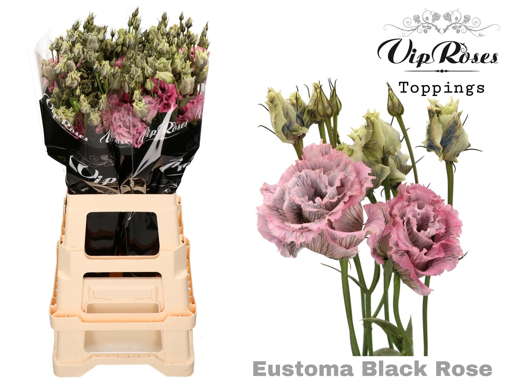 Alissa Black Rose