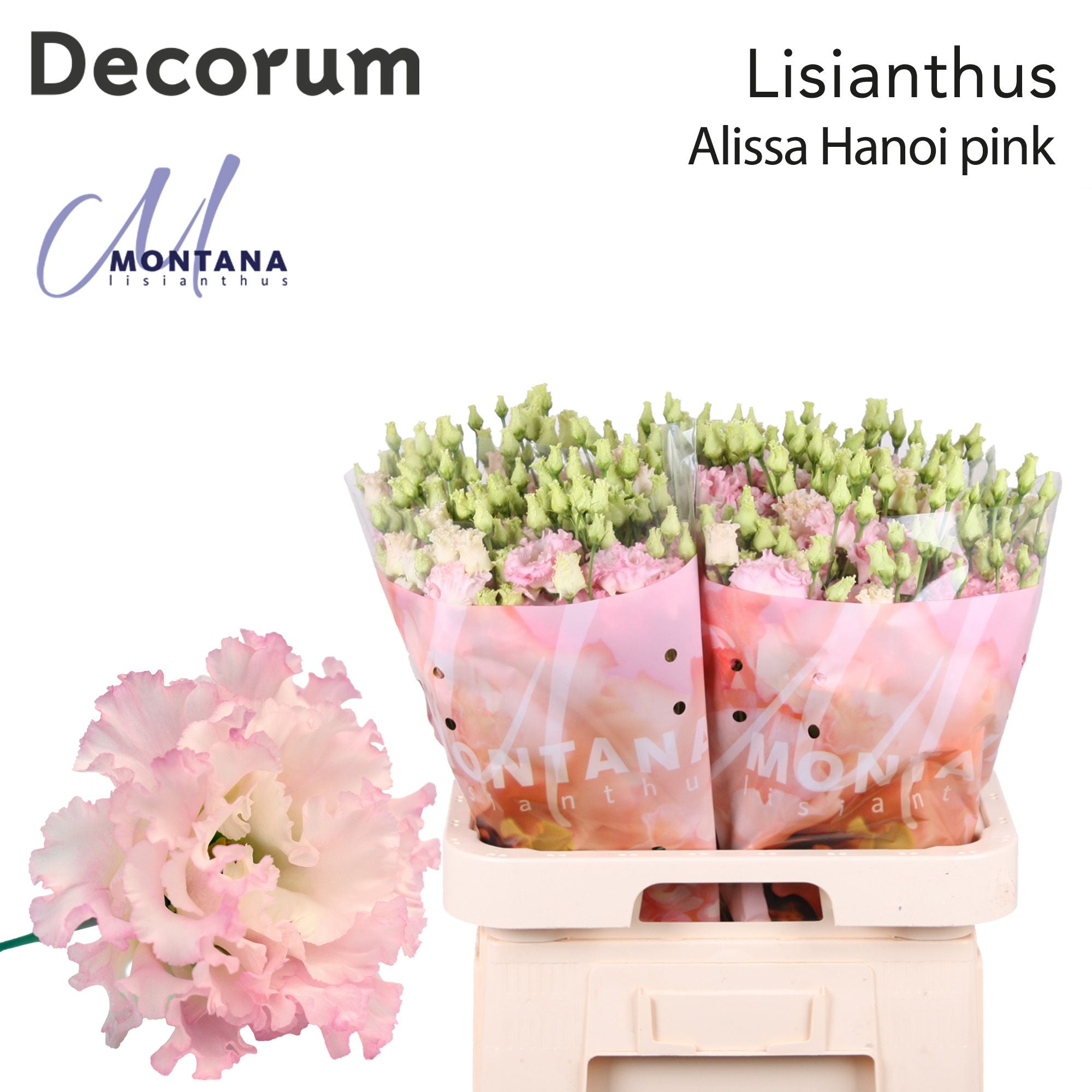 Alissa Hanoi Pink