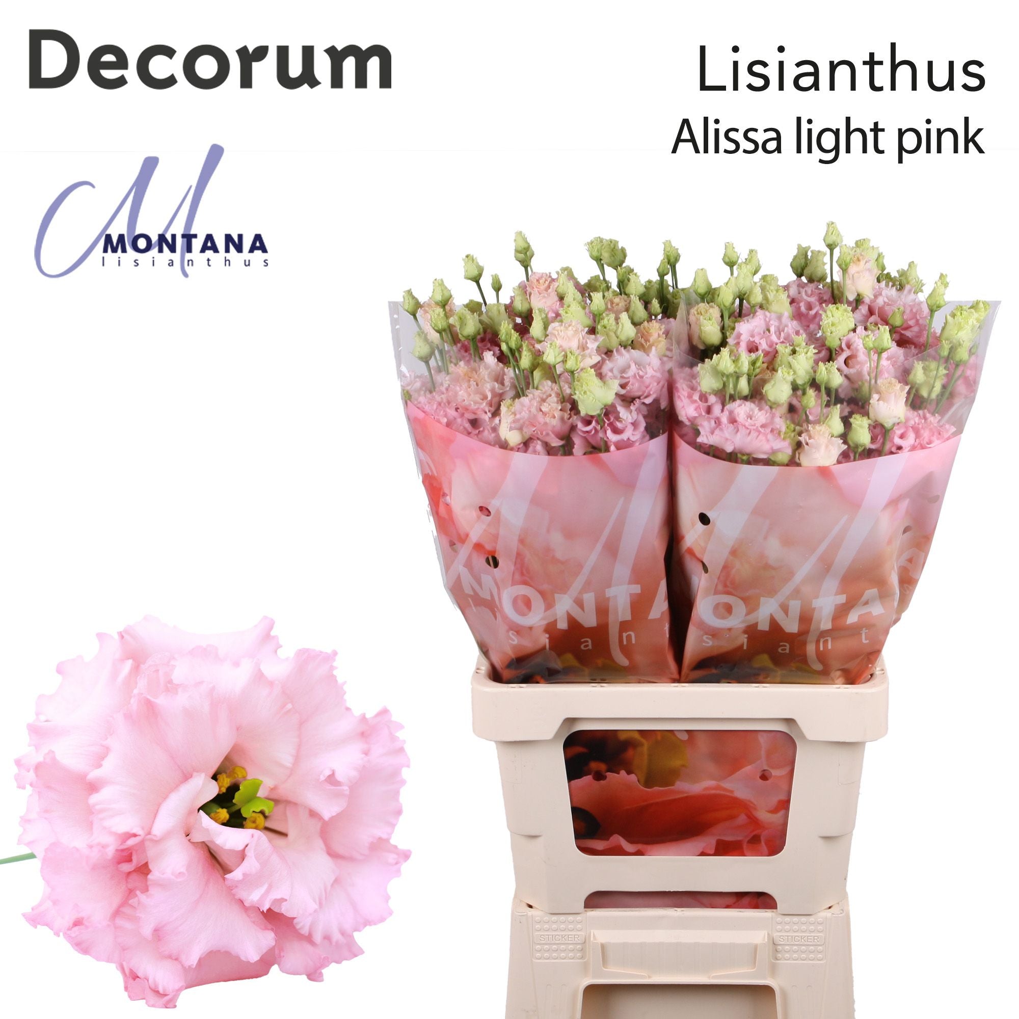 Alissa Light Pink