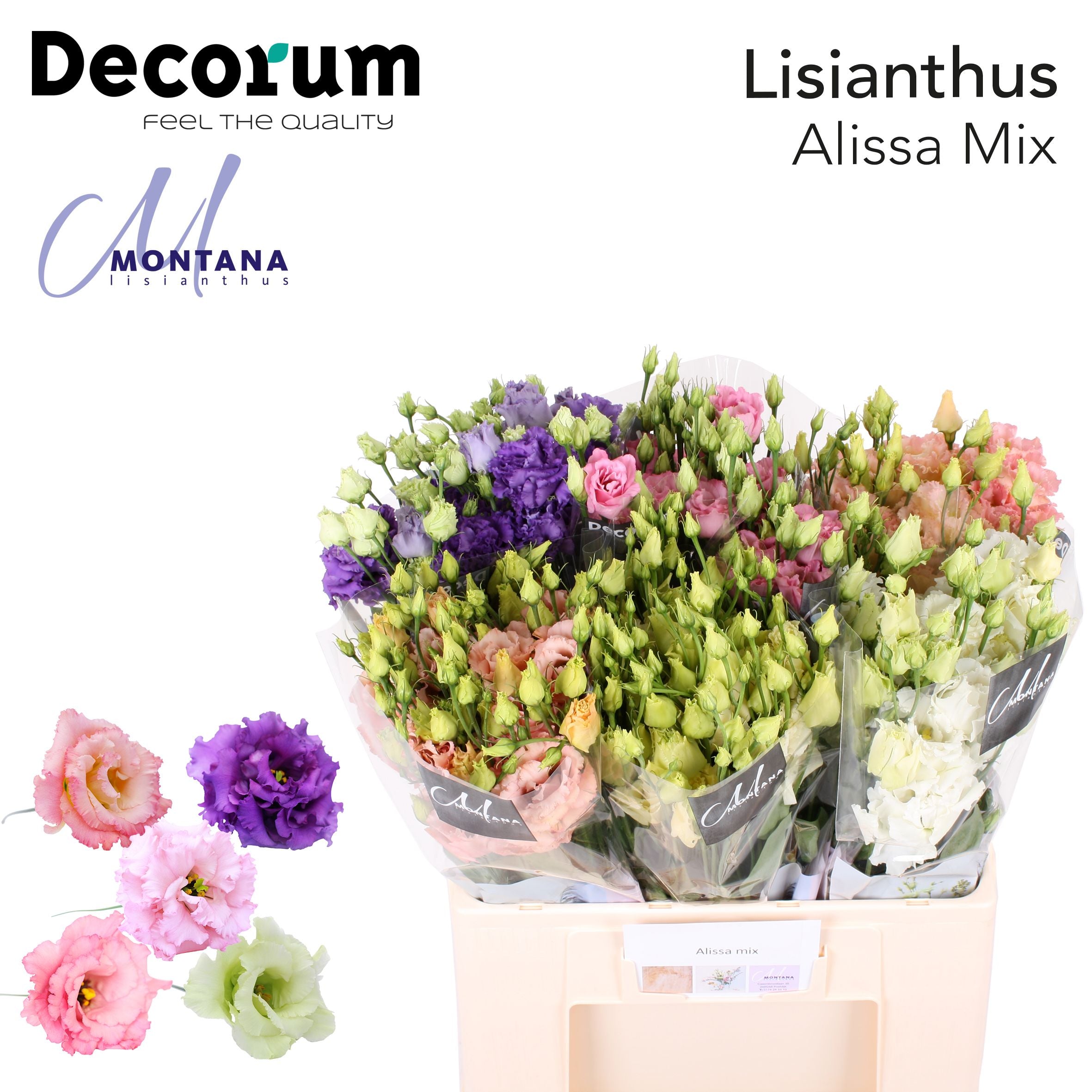 Alissa Mix