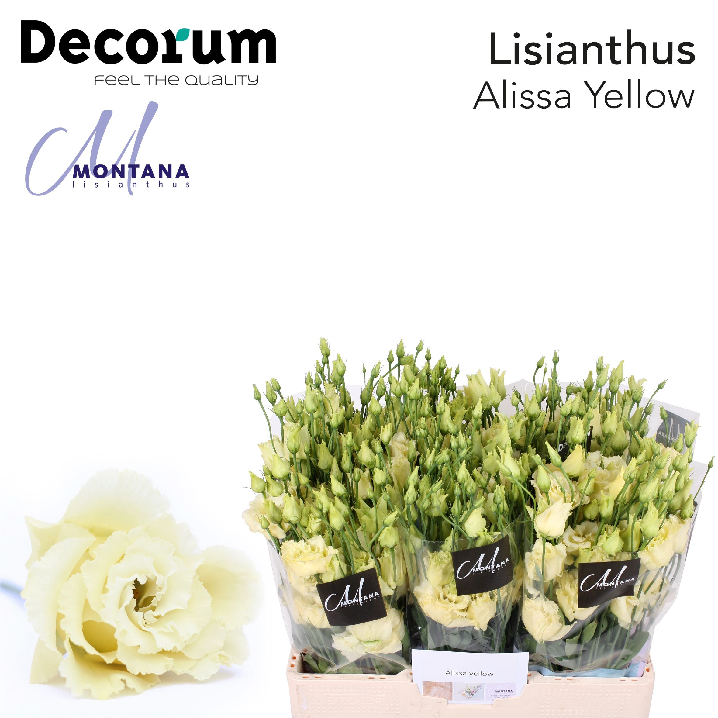 Alissa Yellow