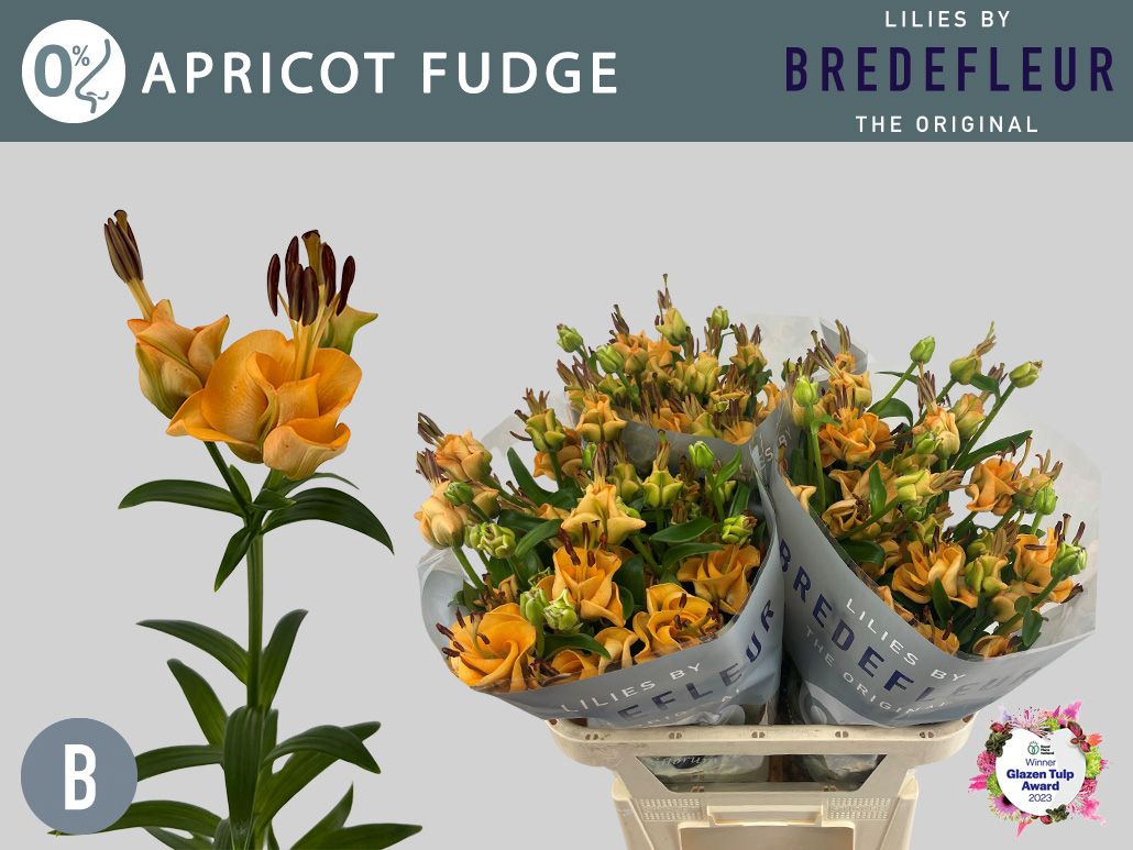 Apricot Fudge