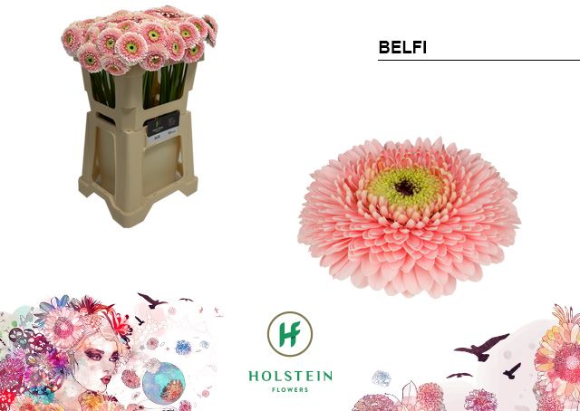 Belfi