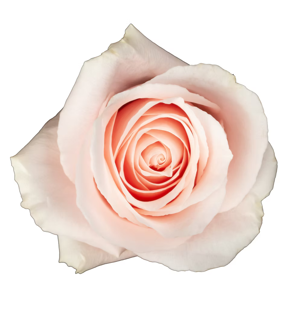 Believe in Pink