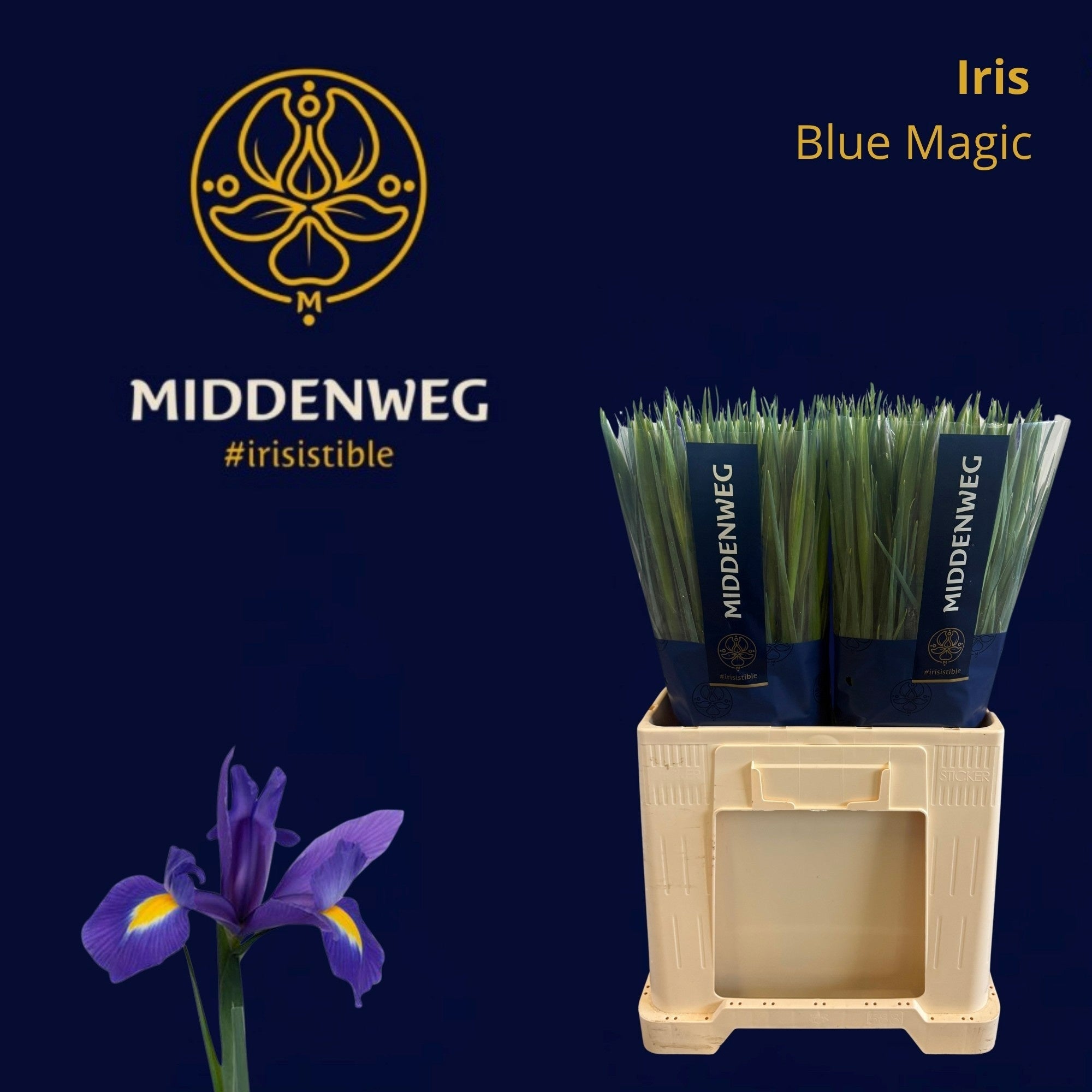 Blue Magic