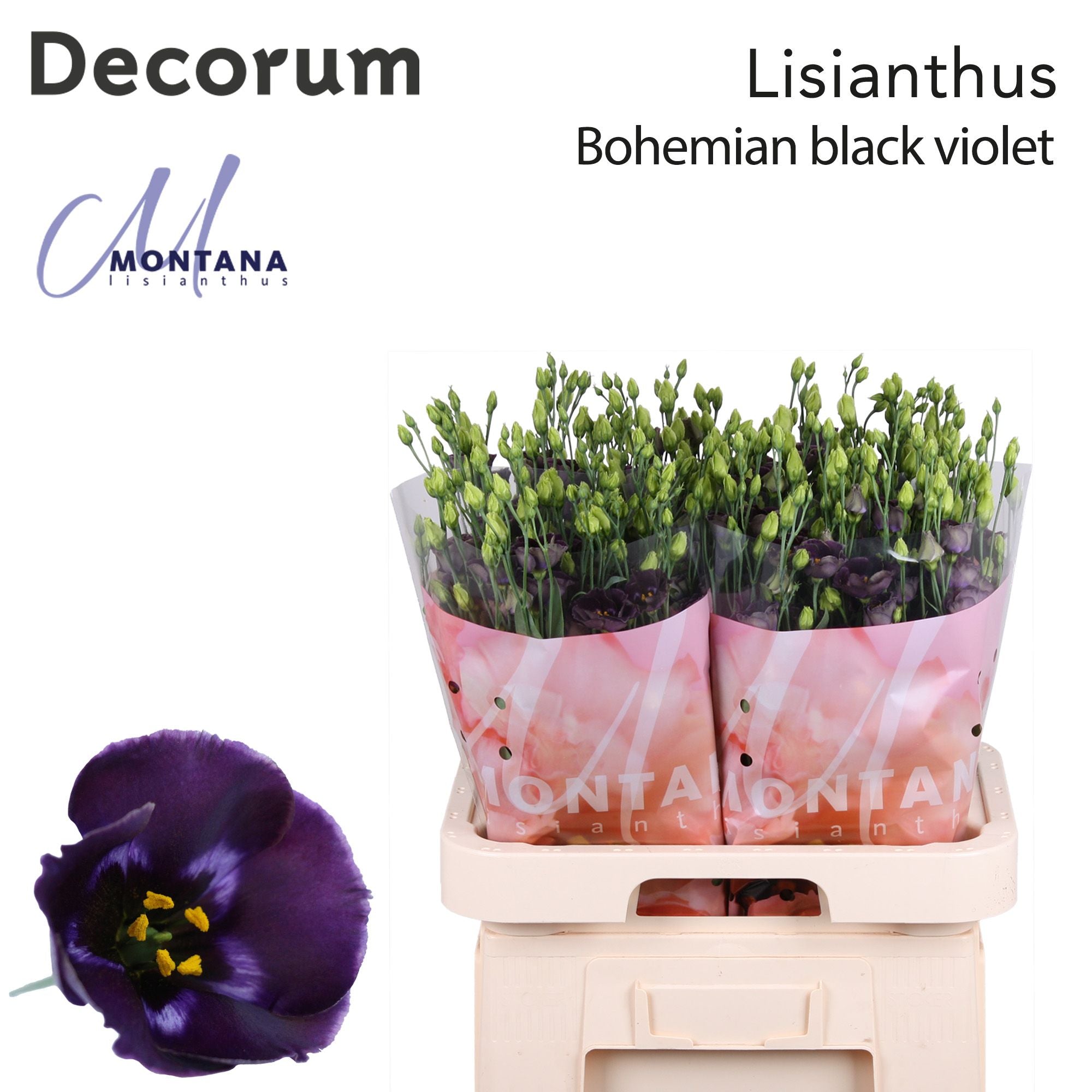 Bohemian Black Violet