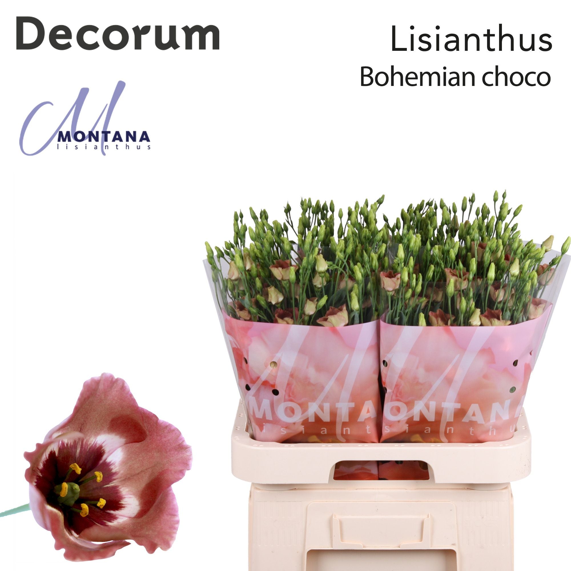 Bohemian Choco