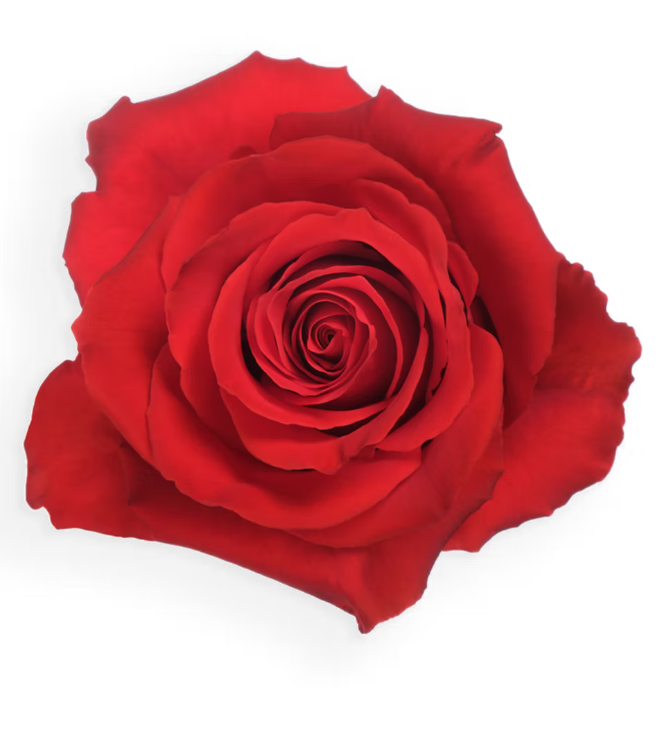 Born Happy