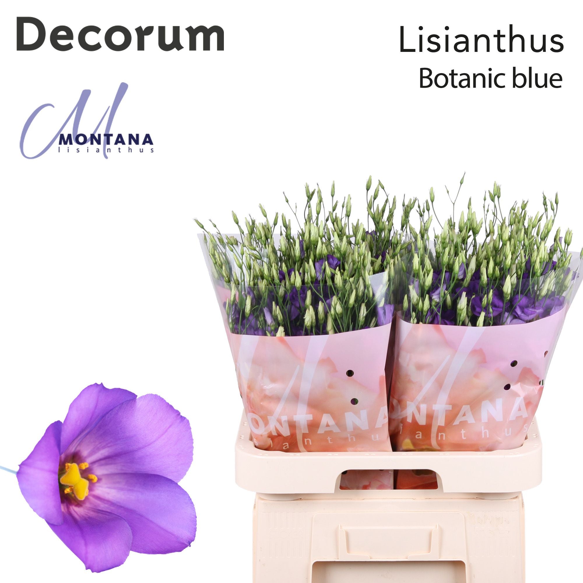 Botanic Blue