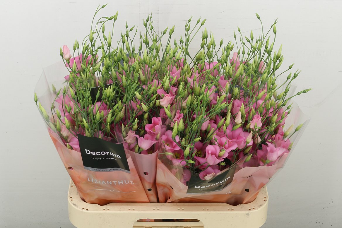 Botanic Pink