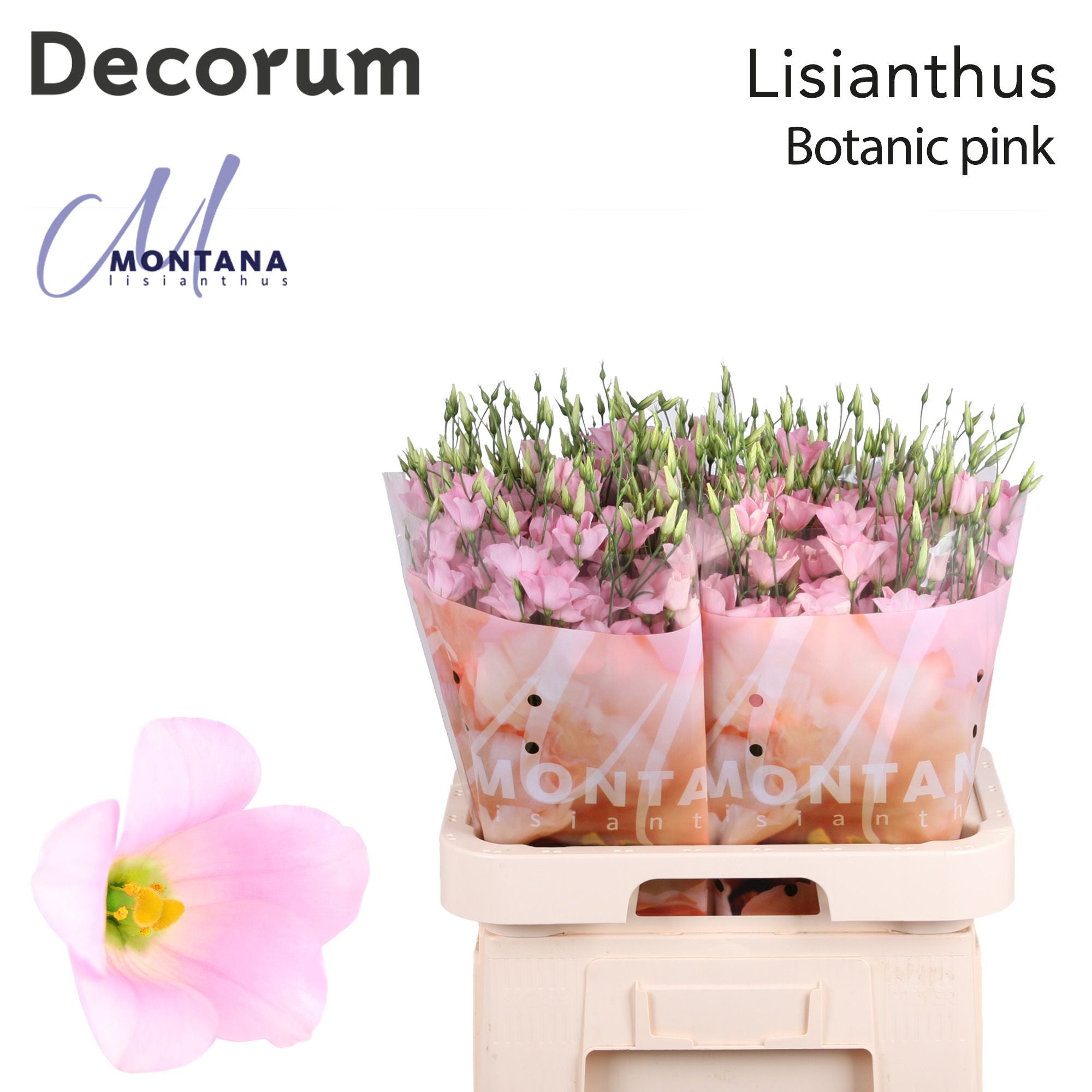 Botanic Pink