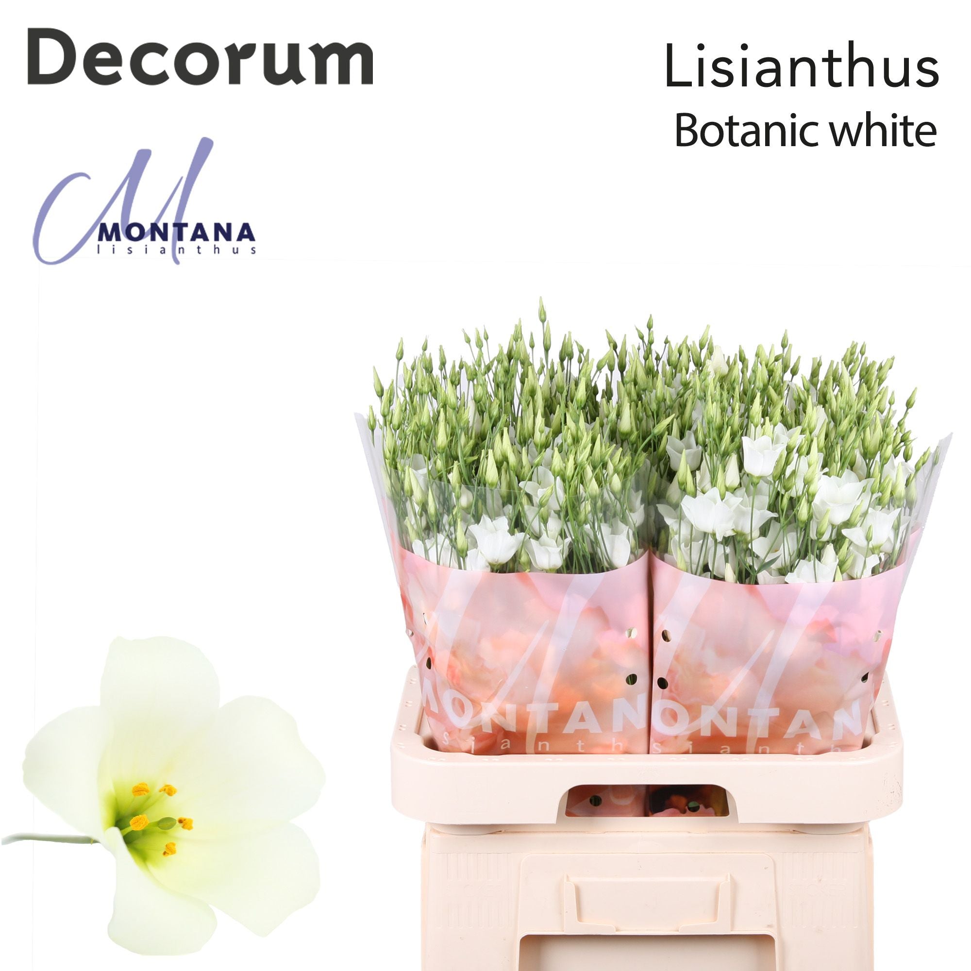 Botanic White