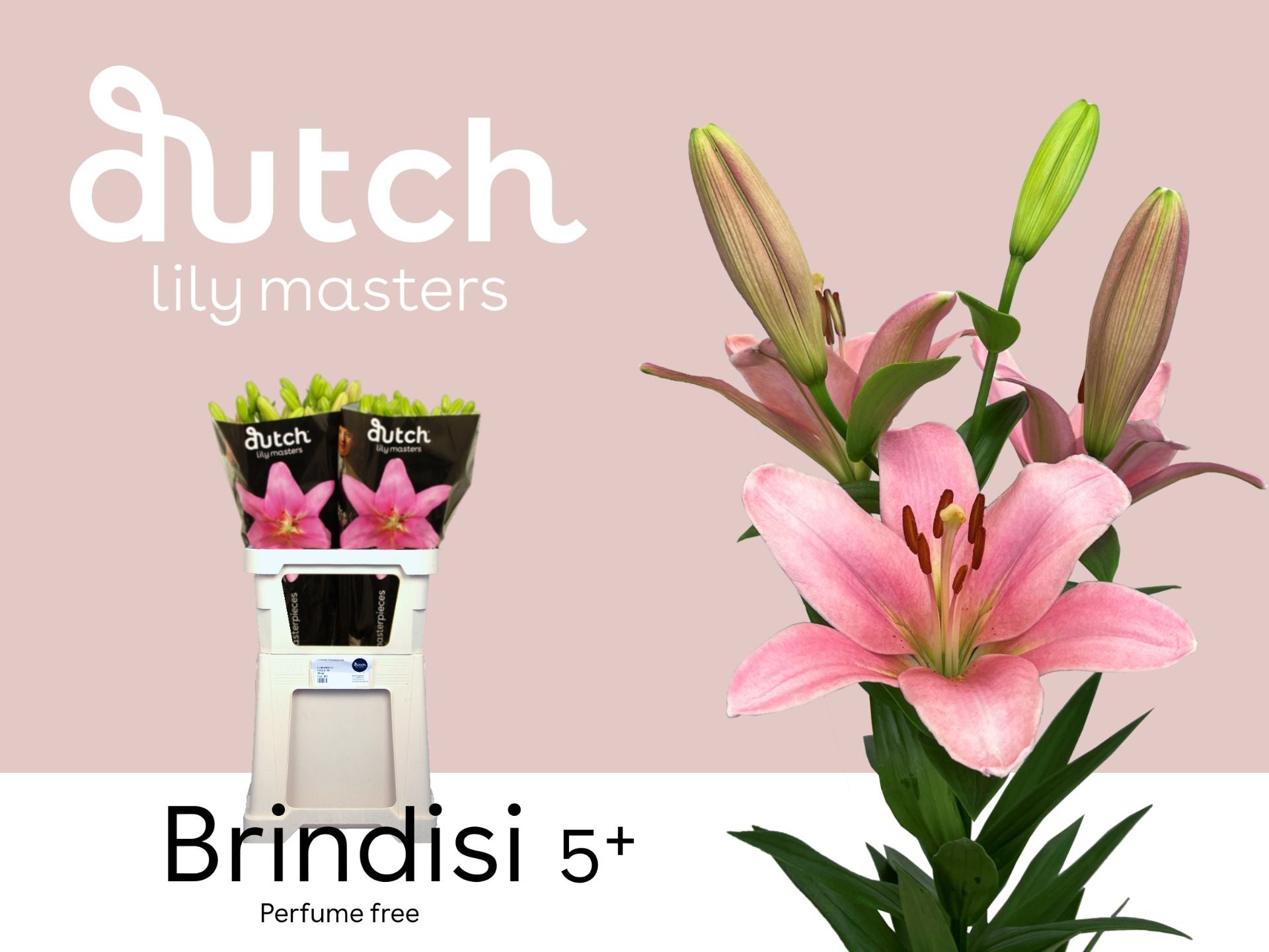 Brindisi