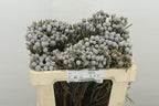 Brunia Silver
