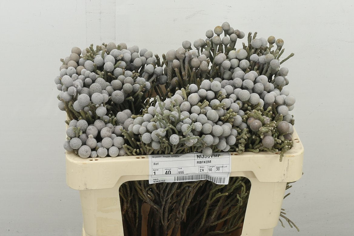 Brunia Silver