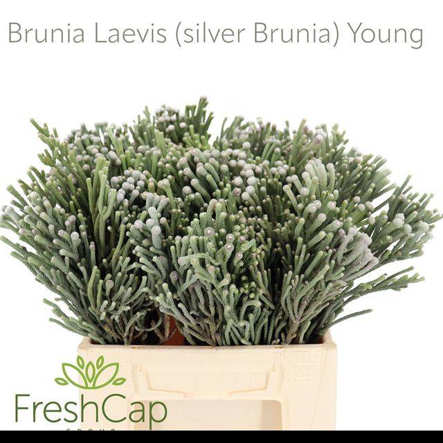Brunia Silver