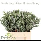 Brunia Silver