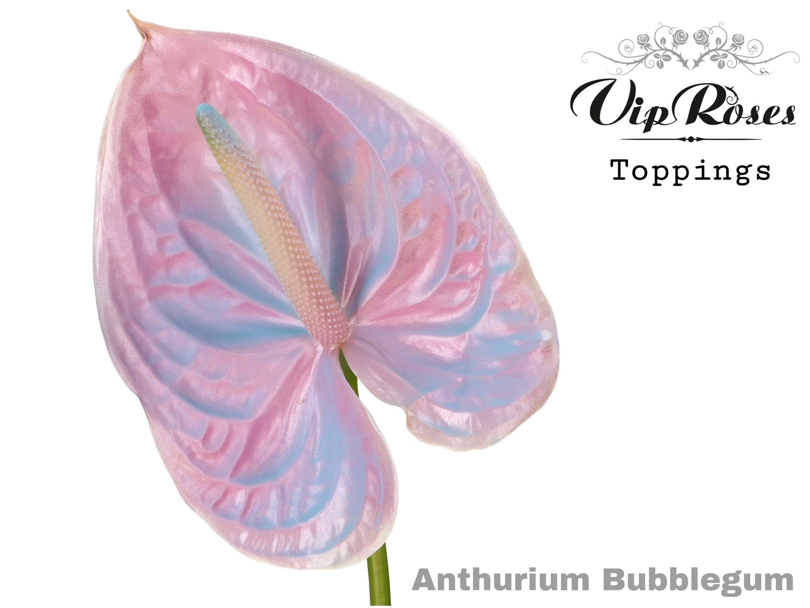 Bubblegum