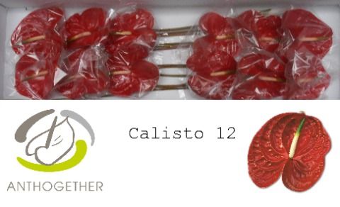 Calisto