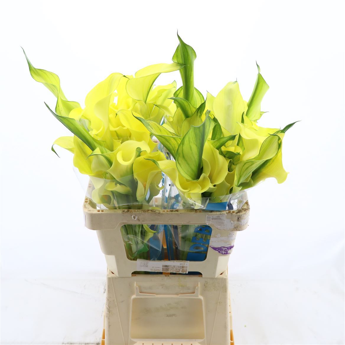 Calla Alice Springs Double