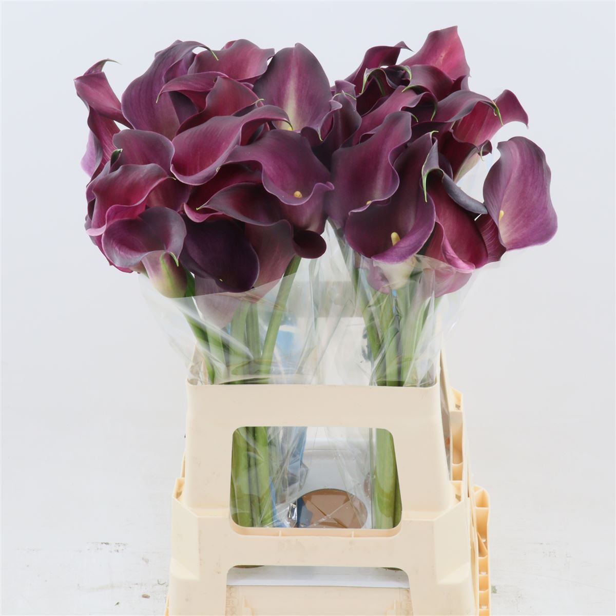 Calla Bordeaux Art