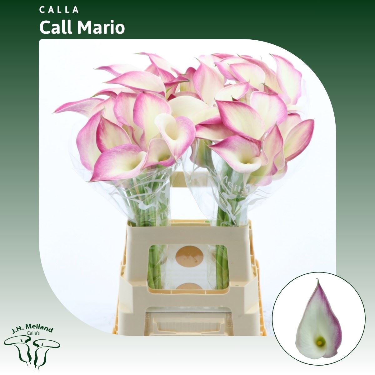 Calla Call Mario