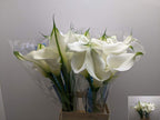 Calla Captain Ventura