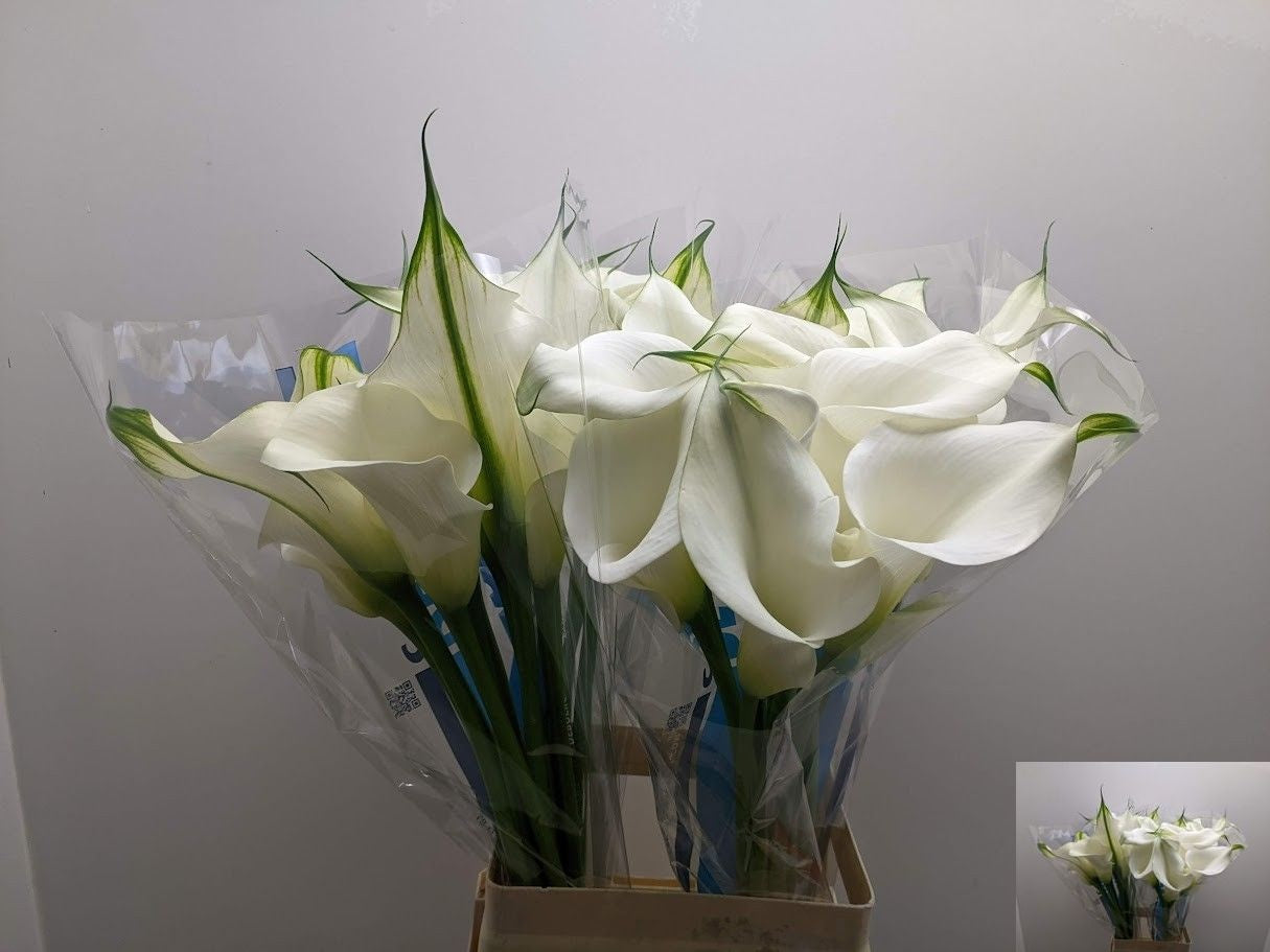 Calla Captain Ventura