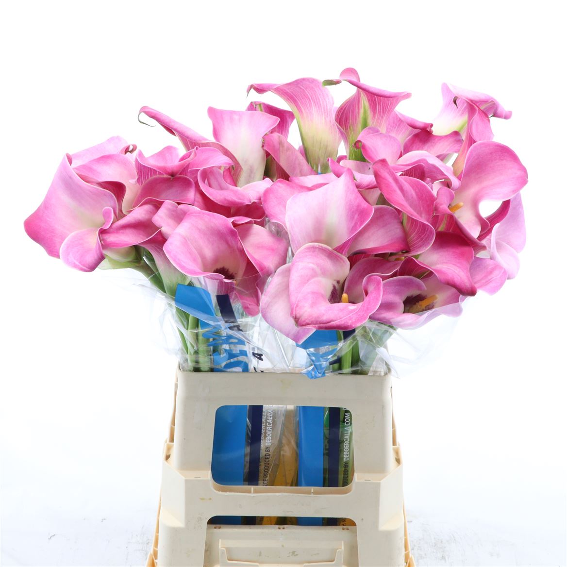 Calla Fantasia Double