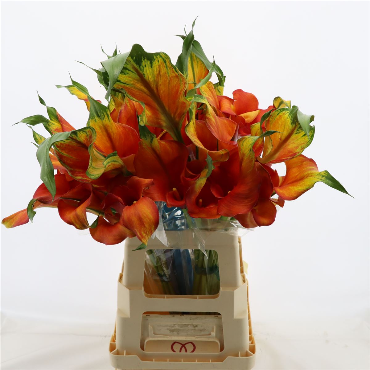 Calla Odeon Double