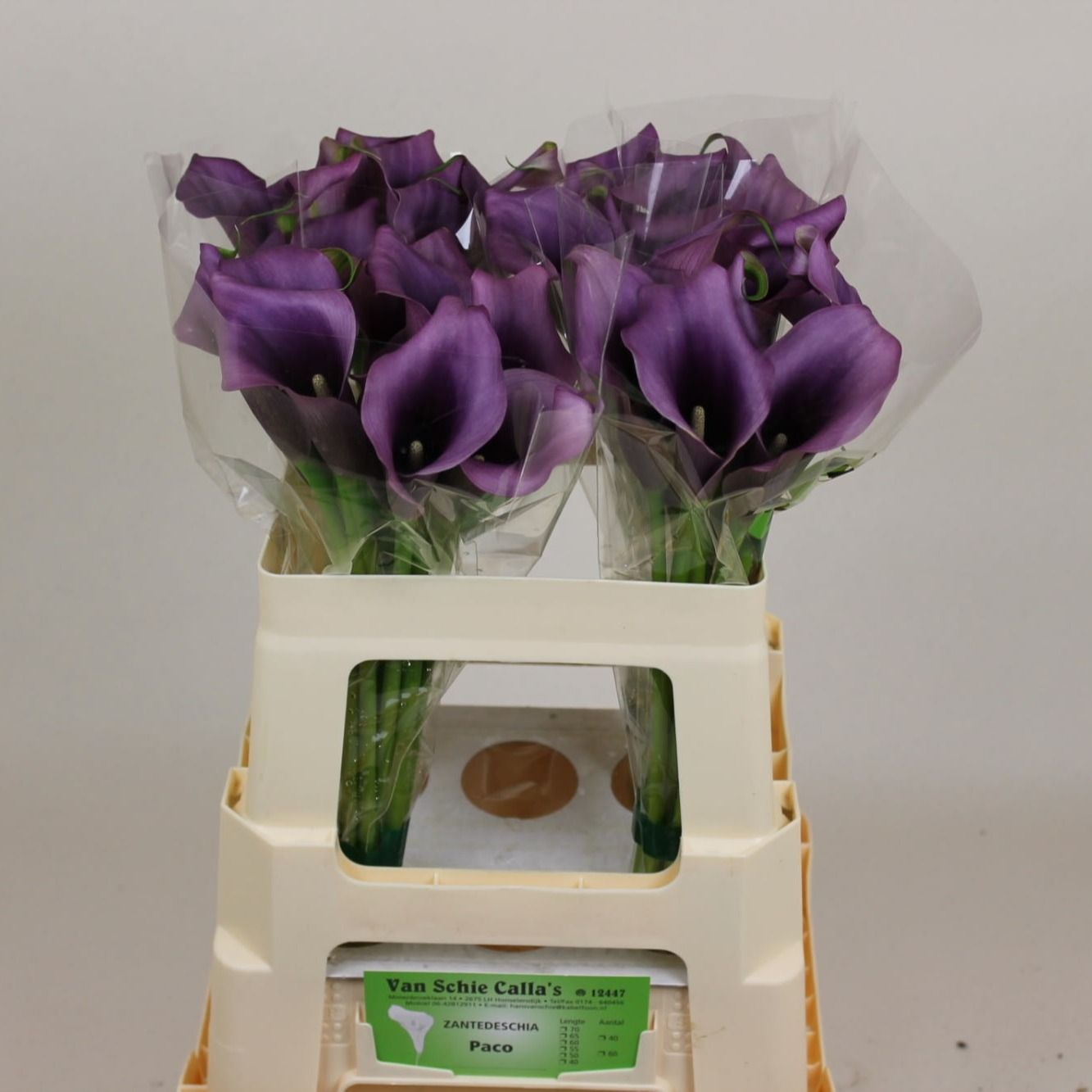 Calla Paco