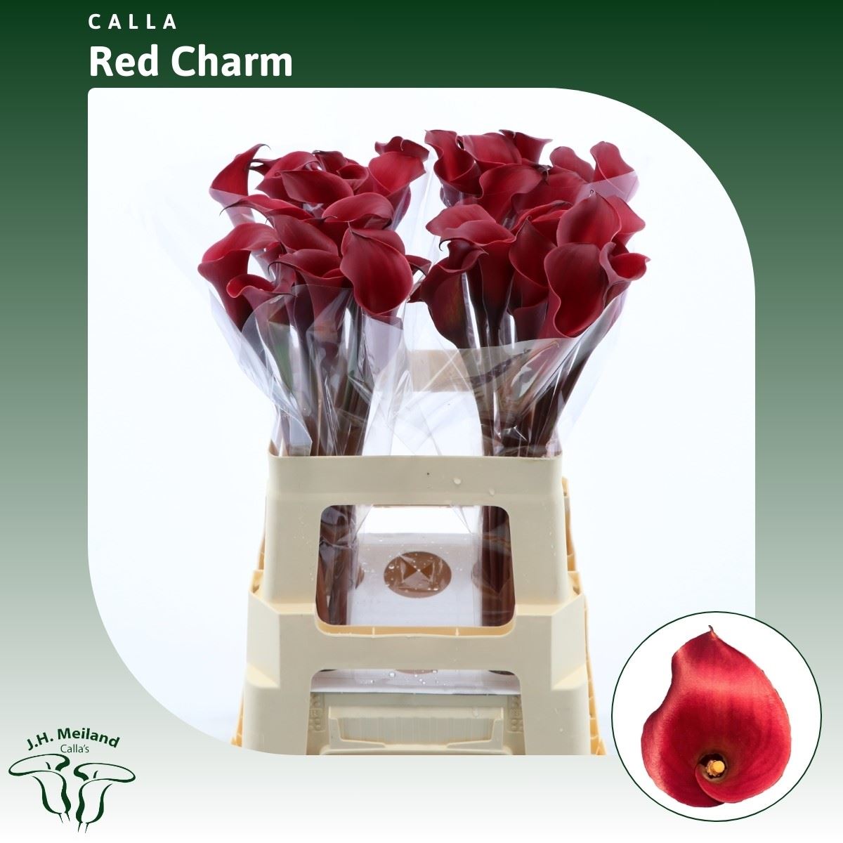 Calla Red Charm