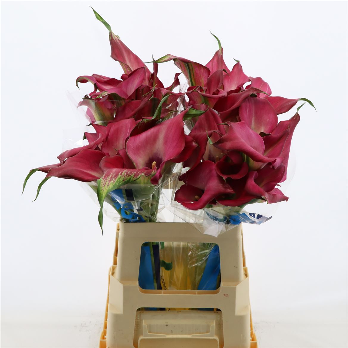 Calla Zazu Double