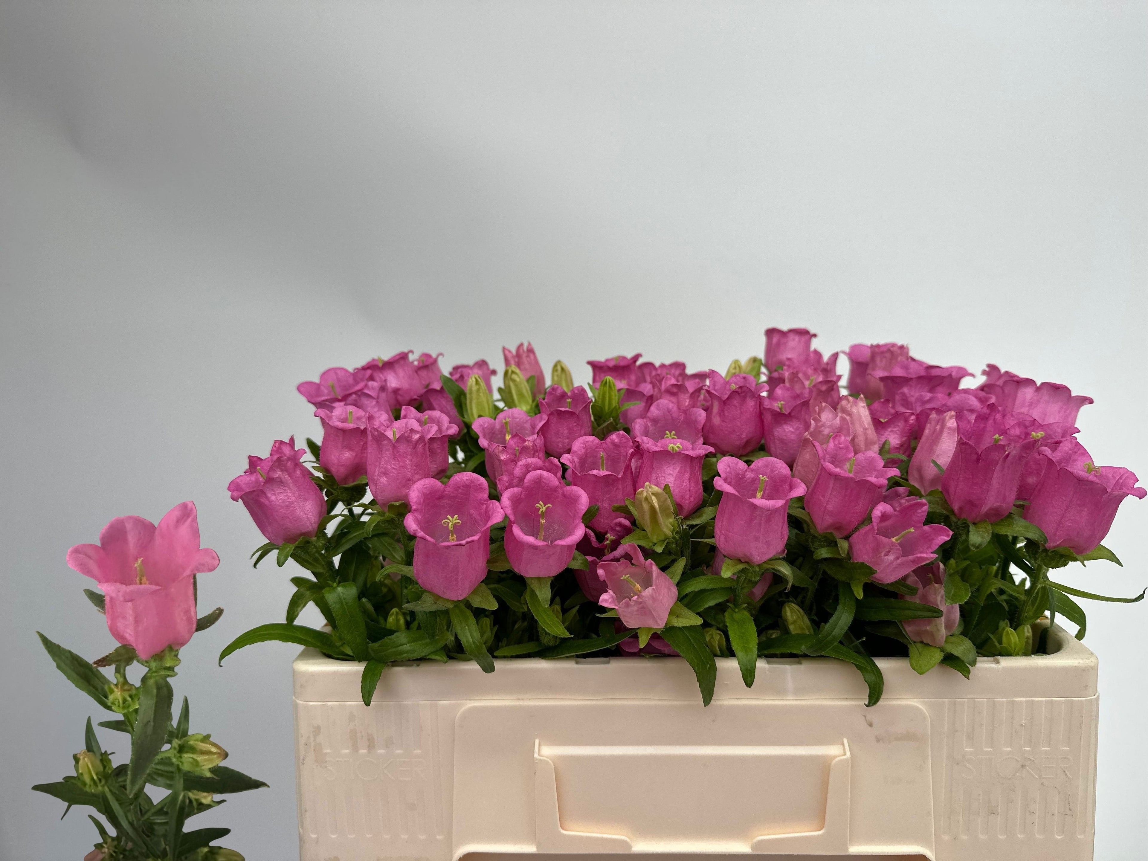 Champion Rose
