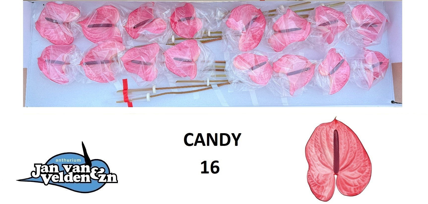 Candy