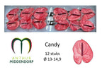 Candy