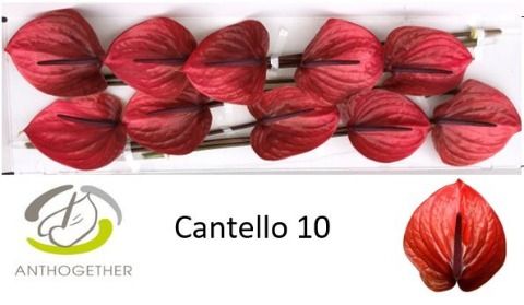 Cantello