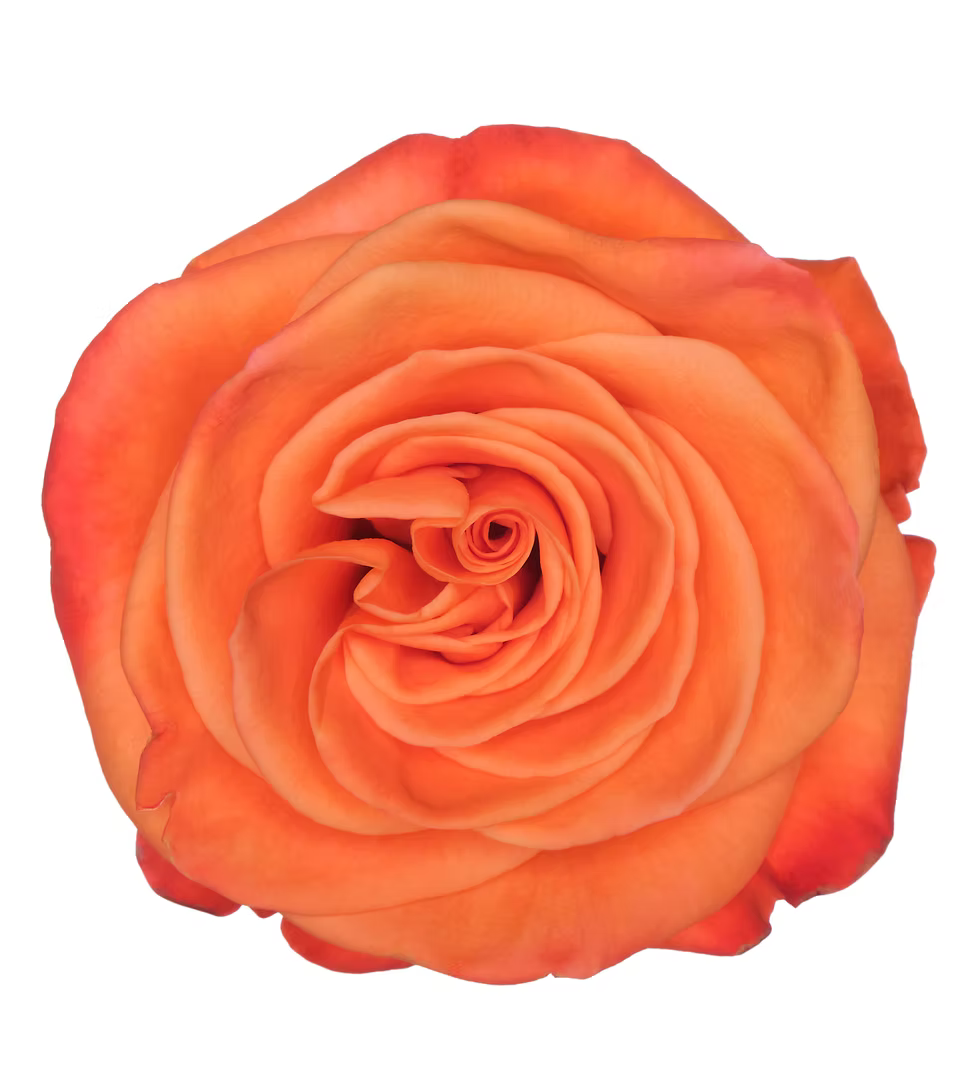 Carnelian