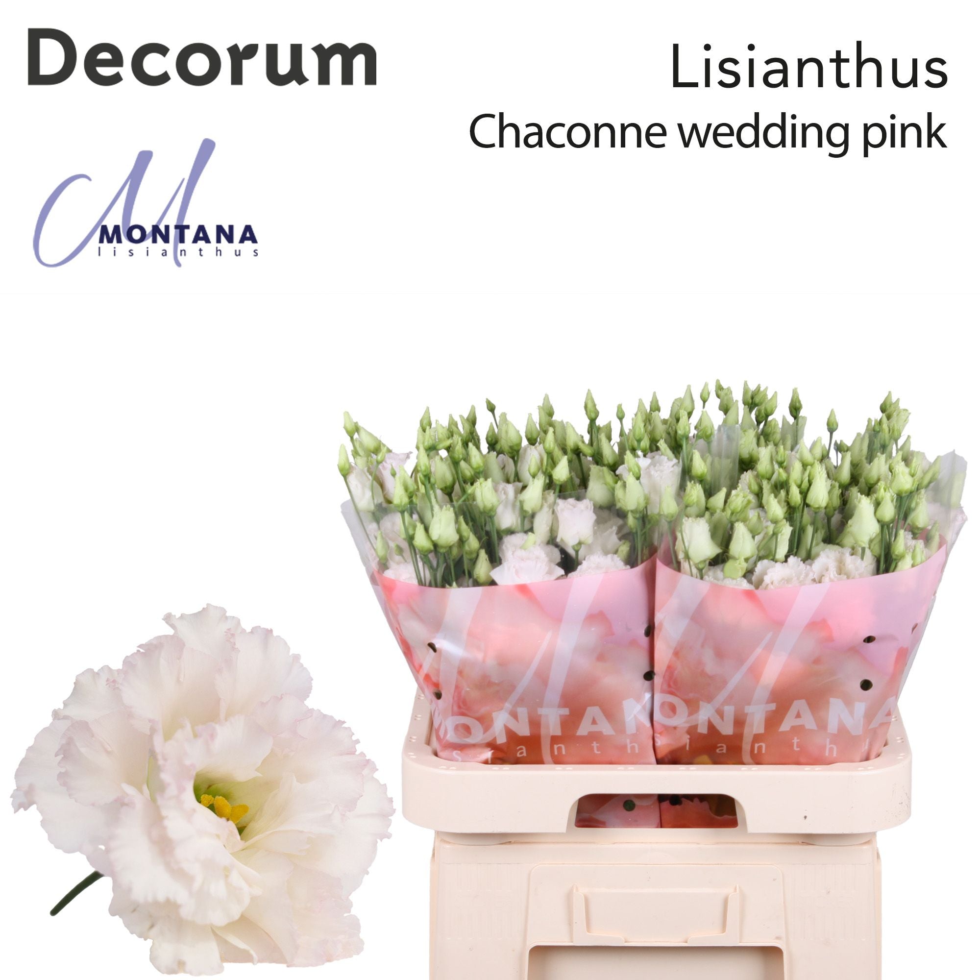 Chaconne Wedding Pink