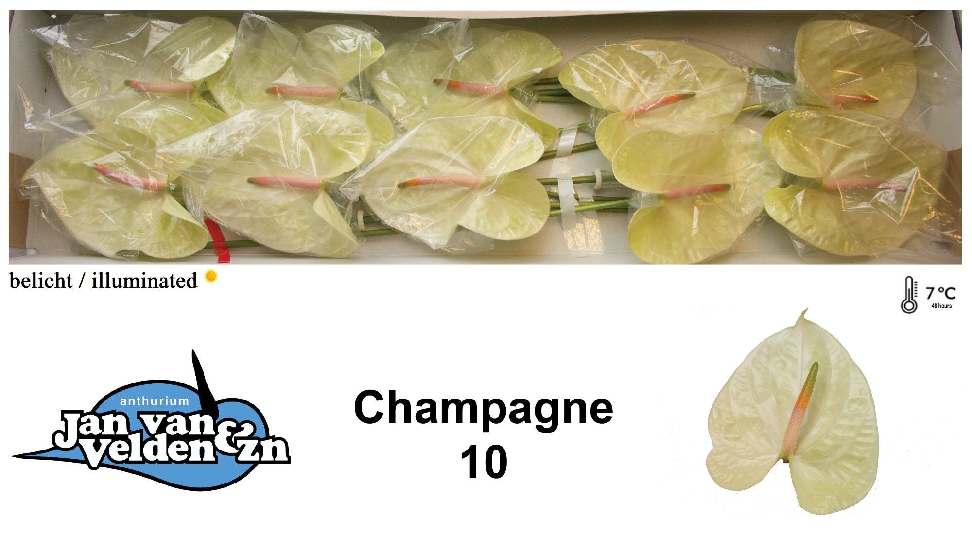 Champagne