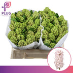 China Pink