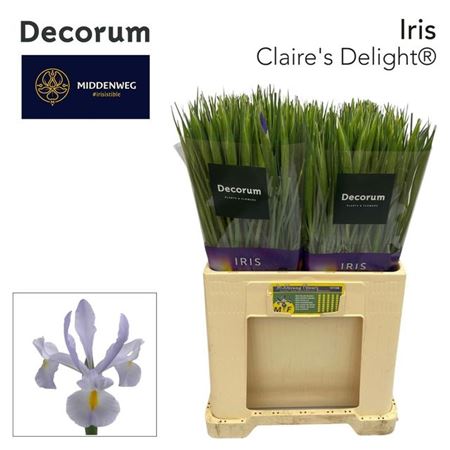 Claire's Delight